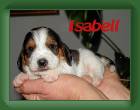 Isabell1 * 640 x 480 * (45KB)