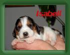 Isabell2 * 640 x 480 * (44KB)